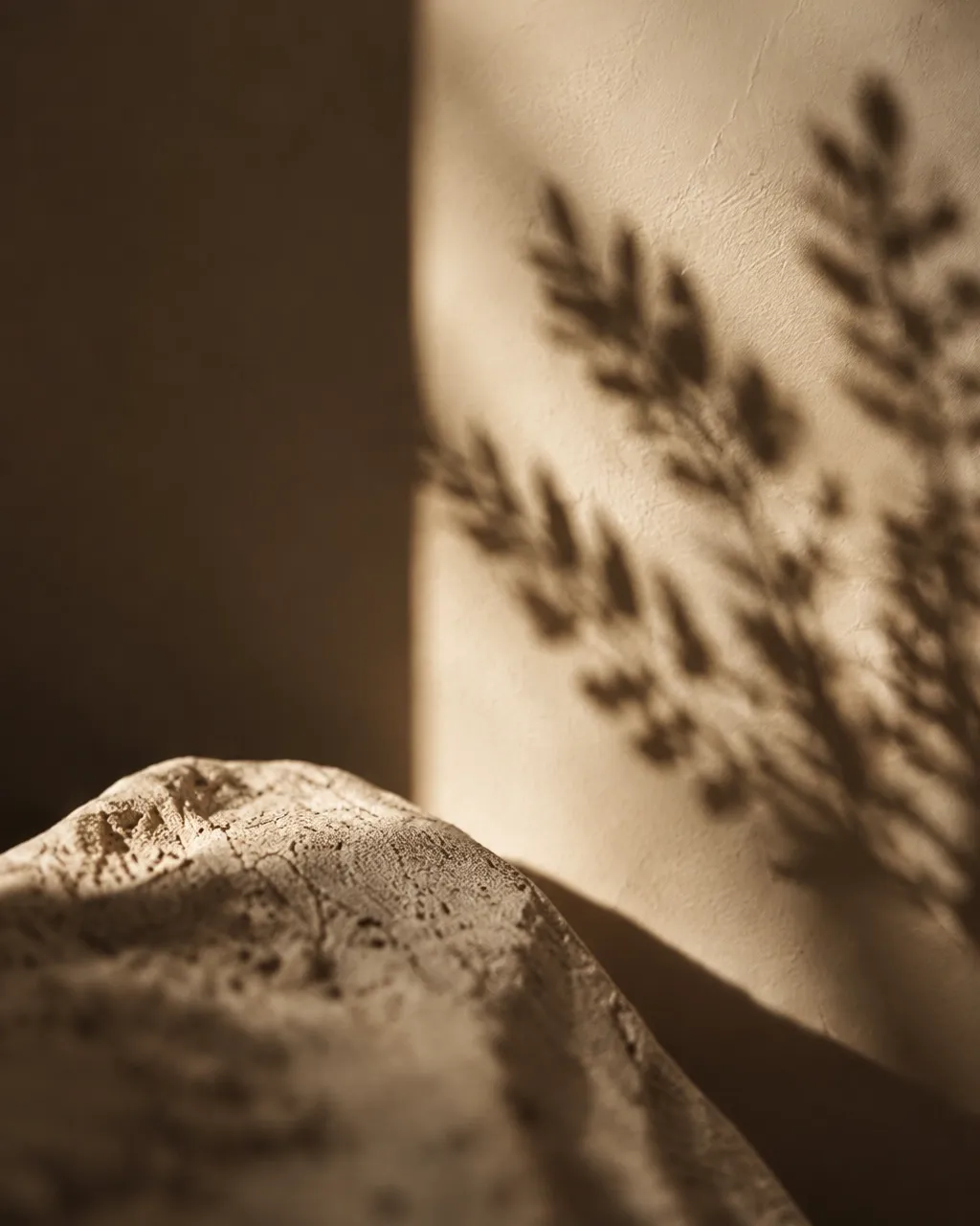 Soft branch shadows fall across a warm, textured wall